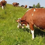 La Ferme De Jouane *