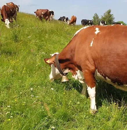 La Ferme De Jouane *